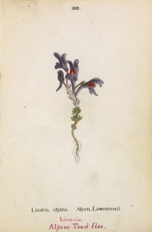 Льнянка альпийская (Linaria alpina (лат.)) (лист 302 известной работы Йозефа Карла Вебера "Растения Альп", изданной в Мюнхене в 1872 году)