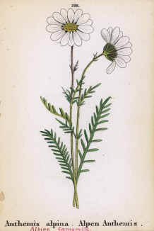 Пупавка альпийская (Anthemis alpina (лат.)) (лист 220 известной работы Йозефа Карла Вебера "Растения Альп", изданной в Мюнхене в 1872 году)