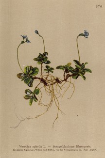 Вероника безлистная (Veronica aphylla (лат.)) (из Atlas der Alpenflora. Дрезден. 1897 год. Том IV. Лист 376)