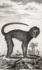 Мангабей, или черномазая обезьяна (лист CCLXXVI)