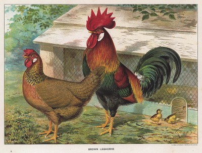 Курица и петух породы бурый леггорн. The New Book of Poultry. Лондон, 1902