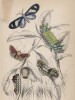 Гусеницы и мотыльки 1,2. Limacodes Micilia 3,4,5. Doratifea vulnerans (лат.) (лист 22 XXXVII тома "Библиотеки натуралиста" Вильяма Жардина, изданного в Эдинбурге в 1843 году)