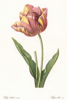 Тюльпан (фр. tulipe cultivée / varietée, лат. Tulipa culta). С гравюры по рисунку Пьера-Жозефа Редуте из альбома Fruits and Flowers. Лондон, 1955