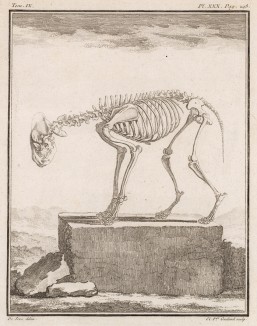 Скелет (лист XXX иллюстраций к девятому тому знаменитой "Естественной истории" графа де Бюффона, изданному в Париже в 1761 году)