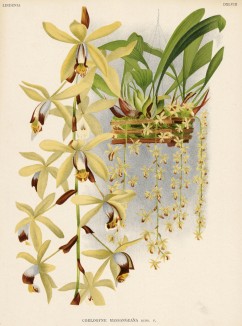 Орхидея COELOGYNE MASSANGEANA (лат.) (лист DXLVIII Lindenia Iconographie des Orchidées - обширнейшей в истории иконографии орхидей. Брюссель, 1897)