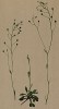 Кернера скальная (Kernera saxatilis (лат.)) (из Atlas der Alpenflora. Дрезден. 1897 год. Том II. Лист 149)