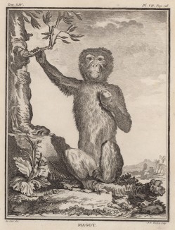 Магот, или бесхвостый макак, он же варварийская обезьяна (самец). Лист VII иллюстраций к четырнадцатому тому знаменитой "Естественной истории" графа де Бюффона. Париж, 1766