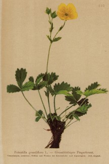 Лапчатка крупноцветная (Potentilla grandiflora (лат.)) (из Atlas der Alpenflora. Дрезден. 1897 год. Том III. Лист 222)