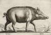 Дикая свинья (лист из альбома Nova raccolta de li animali piu curiosi del mondo disegnati et intagliati da Antonio Tempesta... Рим. 1651 год)