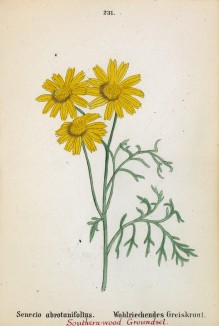 Крестовник полынолистный (Senecio abrotanifolius (лат.)) (лист 231 известной работы Йозефа Карла Вебера "Растения Альп", изданной в Мюнхене в 1872 году)