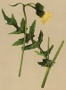 Бодяк клейкий (Cirsium erisithales (лат.)) (из Atlas der Alpenflora. Дрезден. 1897 год. Том V. Лист 478)