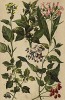 Табак настоящий (Nicotiana Tabacum), махорка, или тютюн (Nicotiana rustica), паслен сладко-горький (Solanum Dulcamara), паслен чёрный (Solanum nigrum), сонная трава, или беладонна (Atropa Belladonna)