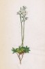 Крупка Иоанна (Draba Johannis (лат.)) (лист 65 известной работы Йозефа Карла Вебера "Растения Альп", изданной в Мюнхене в 1872 году)