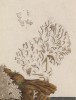Белый коралл (Corallum album (лат.)) (лист 343 "Гербария" Элизабет Блеквелл, изданного в Нюрнберге в 1757 году)