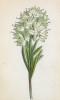 Колокольчик тирсовидный (Campanula thyrsoidea (лат.)) (лист 262 известной работы Йозефа Карла Вебера "Растения Альп", изданной в Мюнхене в 1872 году)