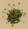 Камнеломка безлистная (Saxifraga aphylla (лат.)) (из Atlas der Alpenflora. Дрезден. 1897 год. Том II. Лист 182)