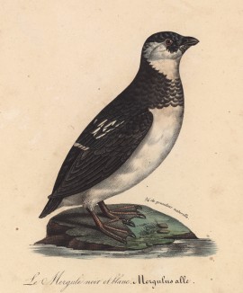 Малая чёрно-белая гагарка (лист из альбома литографий "Галерея птиц... королевского сада", изданного в Париже в 1825 году)