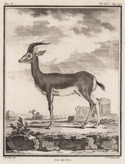 Антилопа le Kevel (фр.) (лист XXI иллюстраций к пятому тому знаменитой "Естественной истории" графа де Бюффона, изданному в Париже в 1755 году)