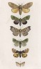 Бабочки Notodonta Trepida (1), Hadena Atriplicis (2), Gonoptera Libatrix (3), Clostera Anachoreta (4), Brephos Parthenias (5) и Crambus Conchellus (6) (лат.) (лист 79)