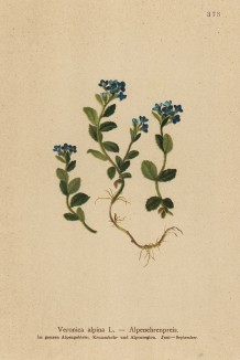 Вероника альпийская (Veroniva alpina (лат.)) (из Atlas der Alpenflora. Дрезден. 1897 год. Том IV. Лист 373)
