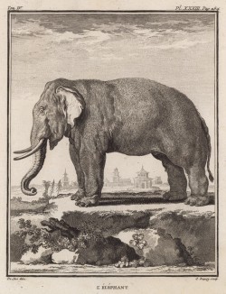 Индийский слон (лист XXXIII иллюстраций к четвёртому тому знаменитой "Естественной истории" графа де Бюффона, изданному в Париже в 1753 году)