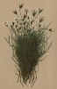 Минуарция австрийская (Alsine austriaca (лат.)) (из Atlas der Alpenflora. Дрезден. 1897 год. Том II. Лист 104)