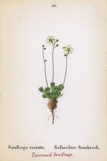 Камнеломка рыхлая (Saxifraga exarata (лат.)) (лист 177 известной работы Йозефа Карла Вебера "Растения Альп", изданной в Мюнхене в 1872 году)