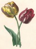 Тюльпаны из Flore pittoresque dediée Aux Dames par A. Chazal... Париж. 1820 год. В 2000 году комплект этих лучших в истории французской книги начала XIX века ботанических иллюстраций был продан на аукционе "Кристи" за 209.462 $