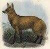 Волк хвостатый (лист VII иллюстраций к известной работе Джорджа Миварта "Семейство волчьих". Лондон. 1890 год)