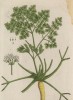 Петрушка (Petroselinum (лат.)) — растение из семейства зонтичные, с троякоперистыми листьями и мелкими белыми цветами (лист 382 "Гербария" Элизабет Блеквелл, изданного в Нюрнберге в 1757 году)