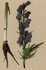 Борец клобучковый -- ядовитое растение -- также волкобой. Клобучковый произошло от "клобук" — монашеский головной убор (из Atlas der Alpenflora. Дрезден. 1897 год. Том II. Лист 121)