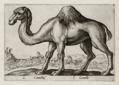 Одногорбый верблюд (лист из альбома Nova raccolta de li animali piu curiosi del mondo disegnati et intagliati da Antonio Tempesta... Рим. 1651 год)