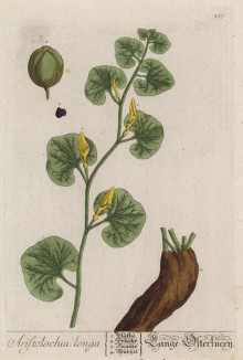 Пхиновник длинный (лист 257 "Гербария" Элизабет Блеквелл, изданного в Нюрнберге в 1757 году)