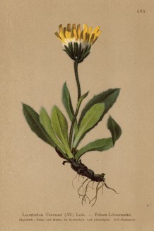Попово гуменце, или одуванчик (Leontodon Taraxacum (лат.)), а также молочник (из Atlas der Alpenflora. Дрезден. 1897 год. Том V. Лист 485)