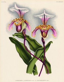 Орхидея CYPRIPEDIUMxALBERTIANUM ROTUNDIFLORUM (лат.) (лист DCCXXXIV Lindenia Iconographie des Orchidées - обширнейшей в истории иконографии орхидей. Брюссель, 1901)