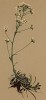 Камнеломка гребневая (Saxifraga crustata (лат.)) (из Atlas der Alpenflora. Дрезден. 1897 год. Том II. Лист 192)