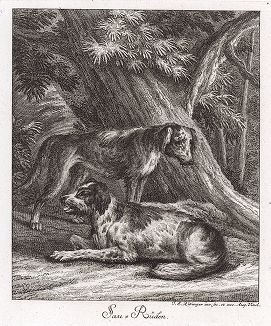 Кабаньи собаки. Гравюра Иоганна Элиаса Ридингера из Entwurff Einiger Thiere ..., Аугсбург, 1738. 