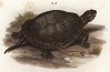 Европейская черепаха (Emys europaea (лат.)) (из Naturgeschichte der Amphibien in ihren Sämmtlichen hauptformen. Вена. 1864 год)