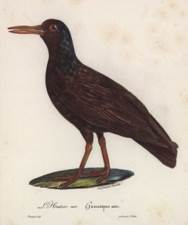 Чёрный кулик-сорока, или сорочай (лист из альбома литографий "Галерея птиц... королевского сада", изданного в Париже в 1825 году)