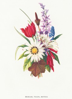Мускари (гадючий лук, мышиный гиацинт), тюльпан и мутисия (лат. Muscari, Tulipa, Mutisia). Из альбома Fruits and Flowers. Лондон, 1955