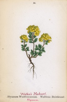 Алиссум Вульфена (Alyssum Wulfenianum (лат.)) (лист 56 известной работы Йозефа Карла Вебера "Растения Альп", изданной в Мюнхене в 1872 году)