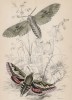 Сосновый бражник и языкан мареновый (1. Pine Hawk-moth 2. Madder Hawk-moth (англ.)) (лист 7 тома XL "Библиотеки натуралиста" Вильяма Жардина, изданного в Эдинбурге в 1843 году)