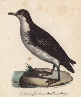 Толстоклювый буревестник (лист из альбома литографий "Галерея птиц... королевского сада", изданного в Париже в 1825 году)