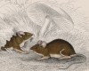 Полевые мыши (Mus sylvaticus (лат.)) (лист 26 тома VII "Библиотеки натуралиста" Вильяма Жардина, изданного в Эдинбурге в 1838 году)