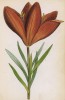 Лилия клубненосная (луковиценосная) (Lilium bulbiferum (лат.)) (лист 389 известной работы Йозефа Карла Вебера "Растения Альп", изданной в Мюнхене в 1872 году)