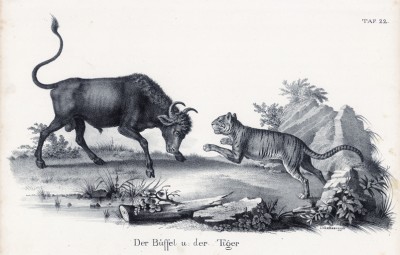 Тигр и буйвол (лист 22 первого тома работы профессора Шинца Naturgeschichte und Abbildungen der Menschen und Säugethiere..., вышедшей в Цюрихе в 1840 году)