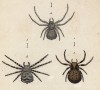 Крабовые пауки рода Thomisus (лат.) (лист из Monographie der spinne... Нюрнберг. 1829 год (экземпляр № 26 из 100))