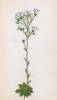 Камнеломка-туполистник (котиледон) (Saxifraga Cotyledon (лат.)) (лист 160 известной работы Йозефа Карла Вебера "Растения Альп", изданной в Мюнхене в 1872 году)