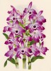Орхидея DENDROBIUM NOBILE JASPIDEUM (лат.) (лист DCCLXXXI Lindenia Iconographie des Orchidées - обширнейшей в истории иконографии орхидей. Брюссель, 1902)