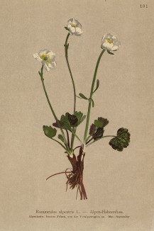 Лютик альпийский (из Atlas der Alpenflora. Дрезден. 1897 год. Том II. Лист 131)